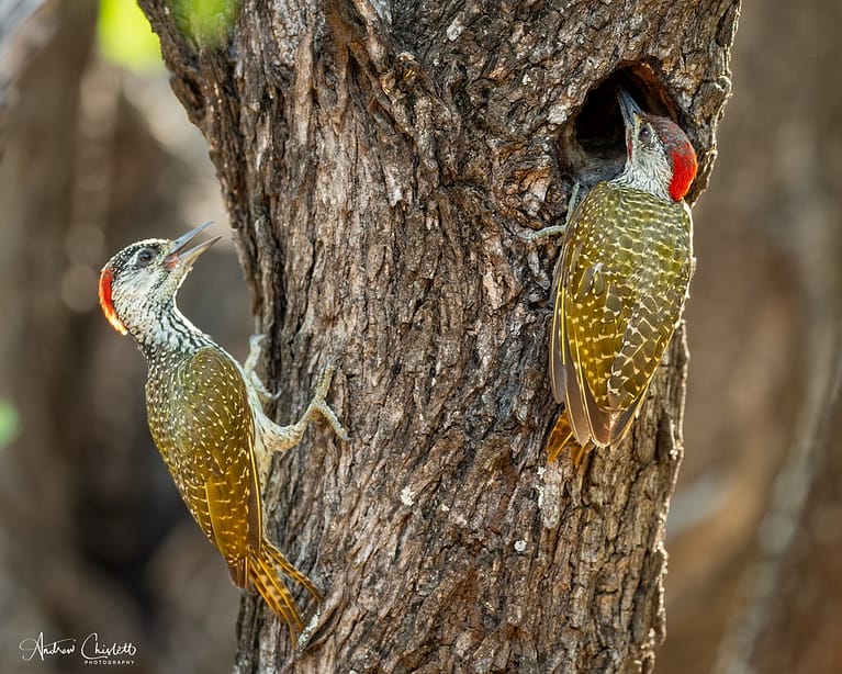 golden tailed wood peckers
