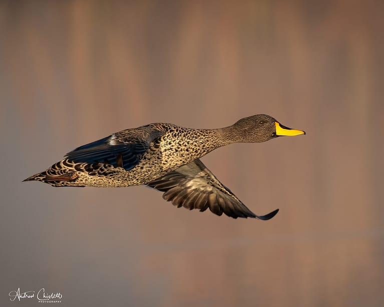 photographing birds yellow billed duck