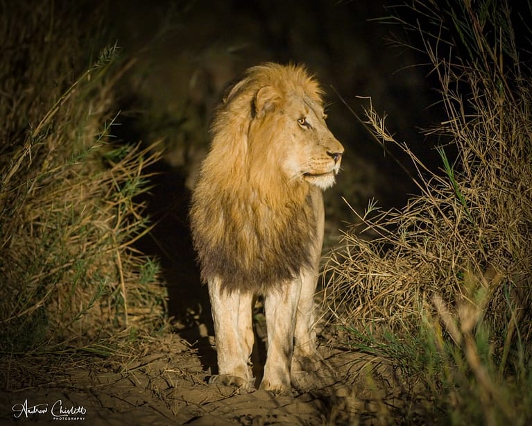 lion at night