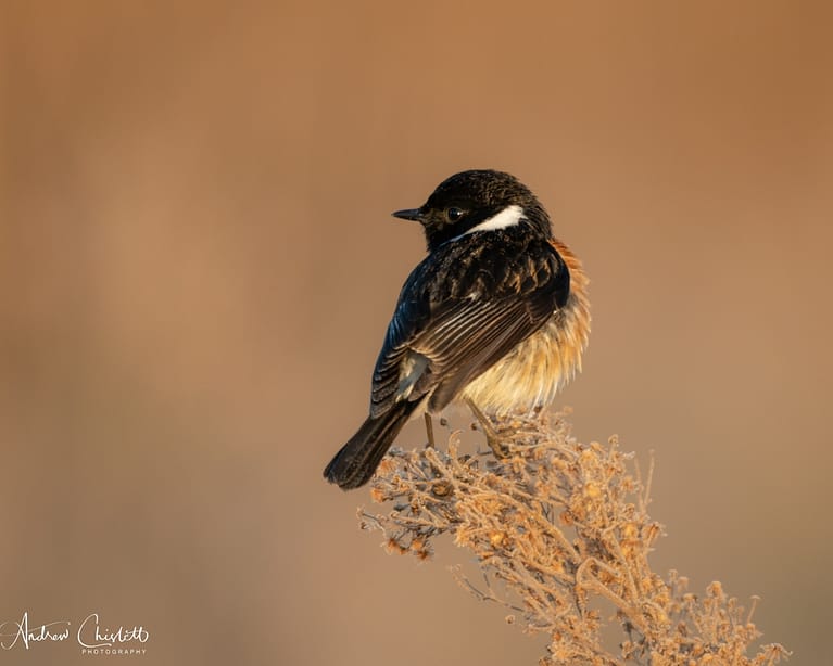 photographing birds stone chat