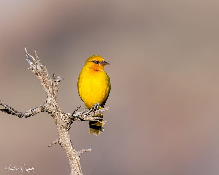 photographing birds spectacled weaver