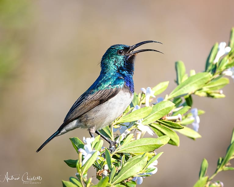 white bellied sunbird
