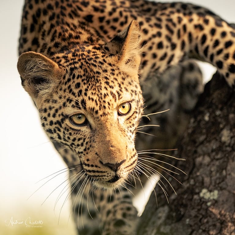 big five female leopard in tree