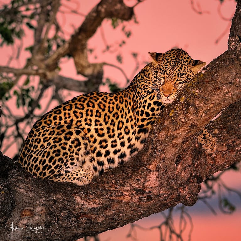 female leopard asleep in tree