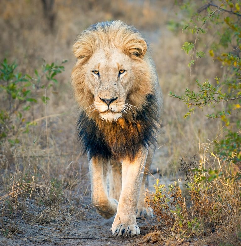 male lion walking