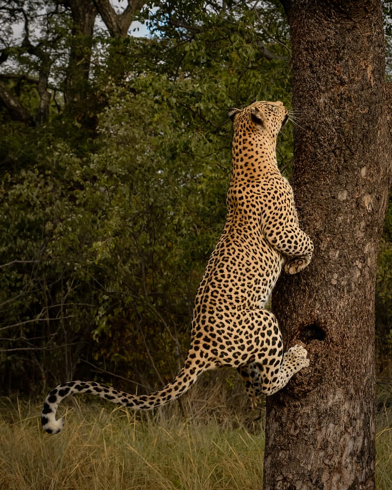leopard climbing tree