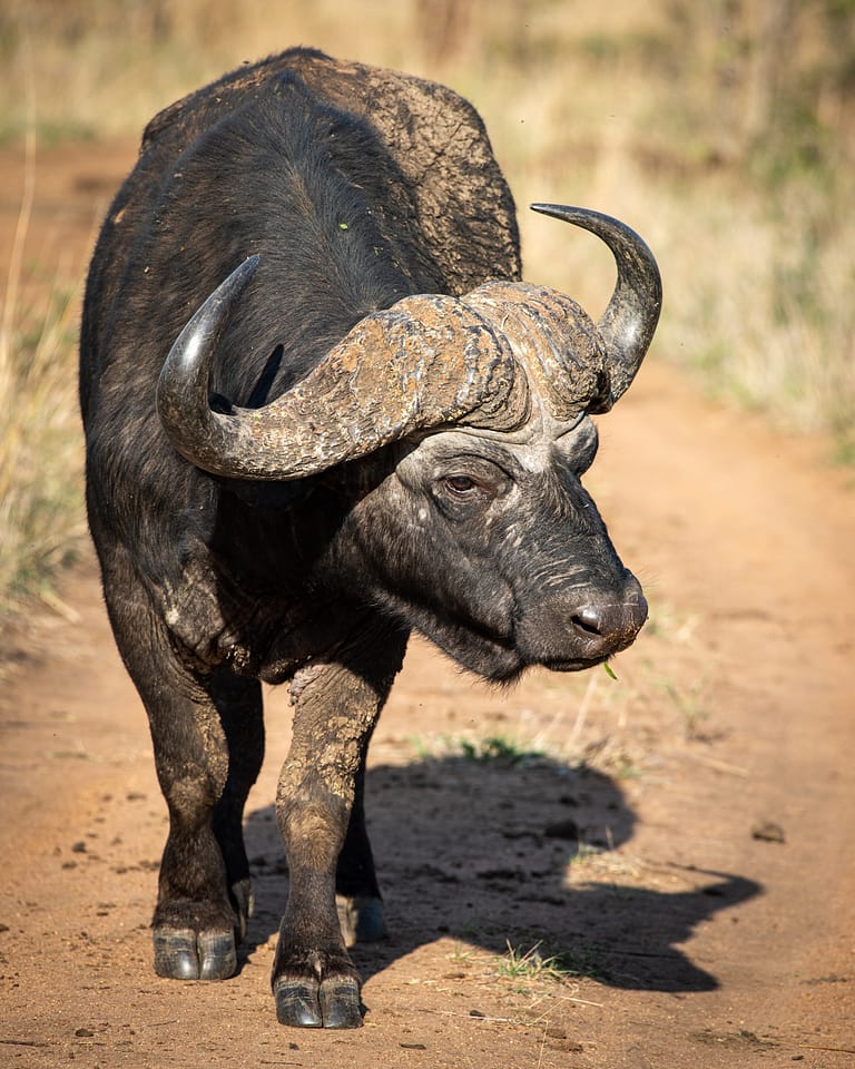 cape buffalo bull