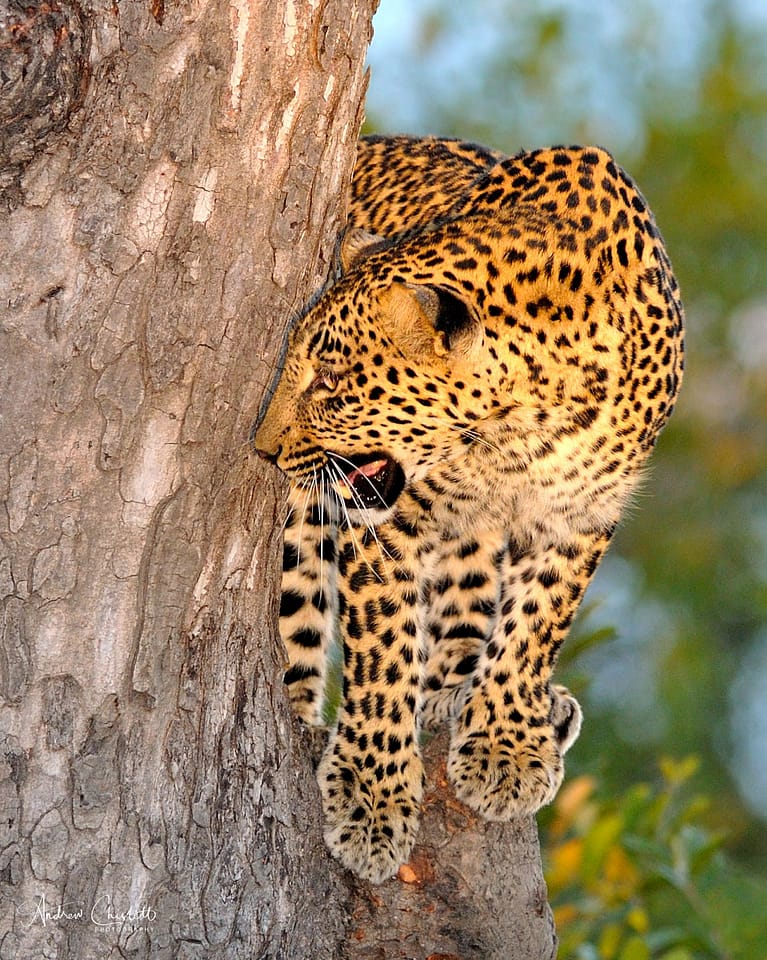 female leopard in tree
