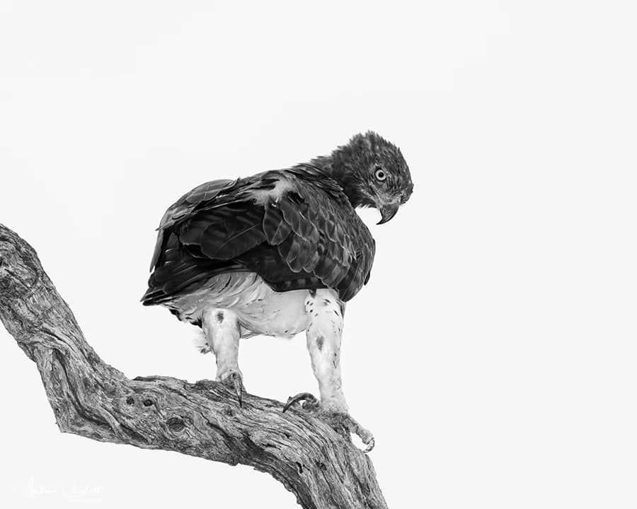 big six birds of the kruger park martial eagle