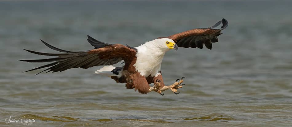 african birds african fish eagle hunting