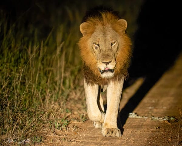 do animals attack safari vehicles lion at night
